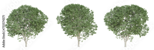 Celtis australis tree isolated on transparent background  png plant  3d render illustration.