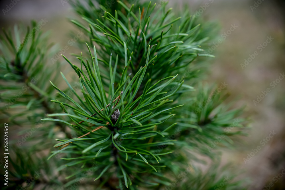 fir tree branch, close up in the forest fir tree branch, close up in the forest