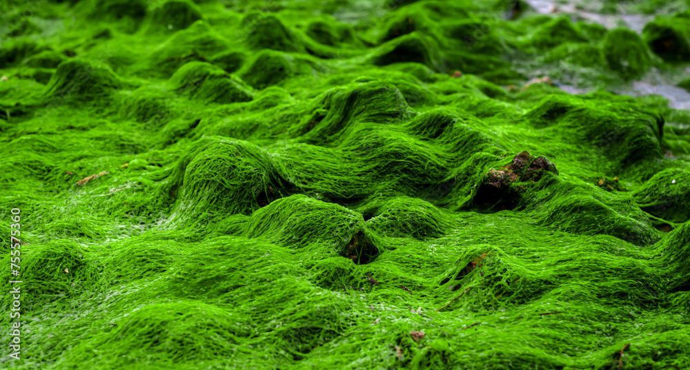 green sea plant on stones close up green sea plant on stones close up