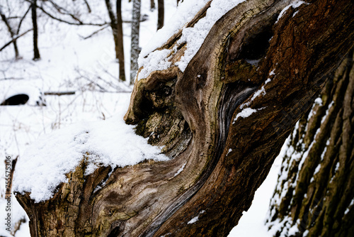 snow covered trunk of a tree
