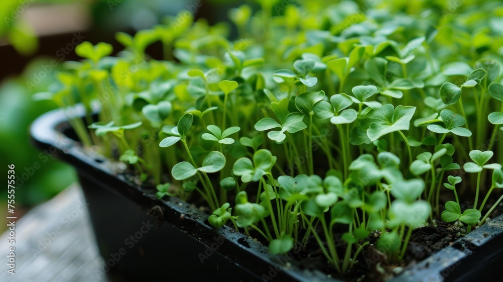 Macro photo of green sprouts growing in the box Macro photo of green sprouts growing in the box