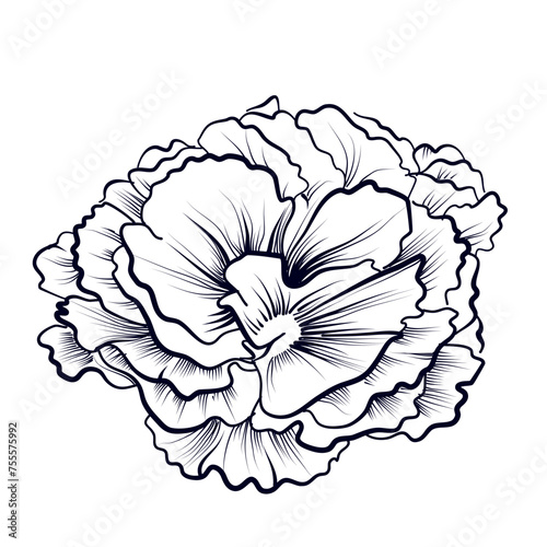 hand drawing of carnation flowers vector illustration
