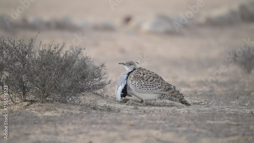 Male MacQueen's bustard (Chlamydotis macqueenii) searching for food and eating in the Negev desert photo