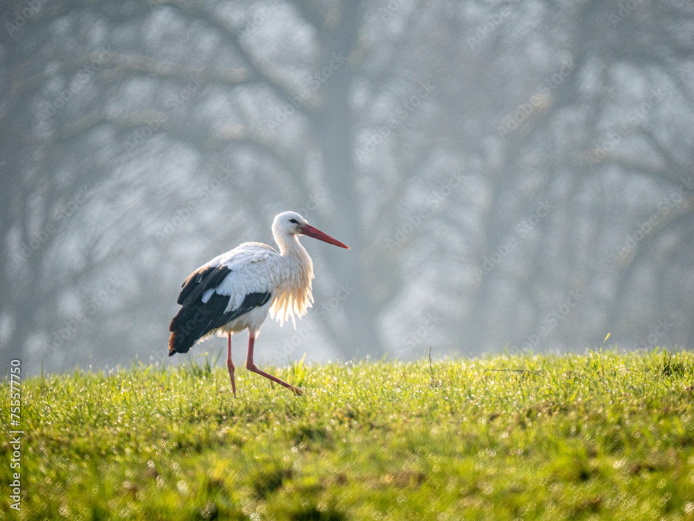 Fototapeta premium Weißstorch (Ciconia ciconia)