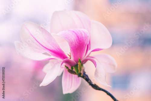 Magnolia blossom in spring, beautiful pink flower on the branch