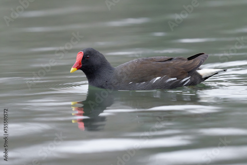 Low angle moorhen on water