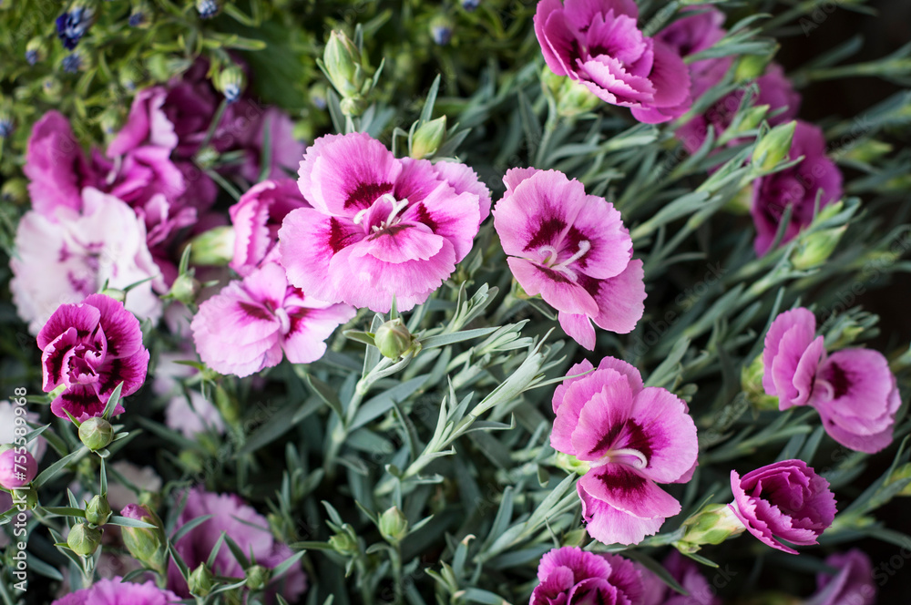 Blooming Elegance Blooming Elegance
