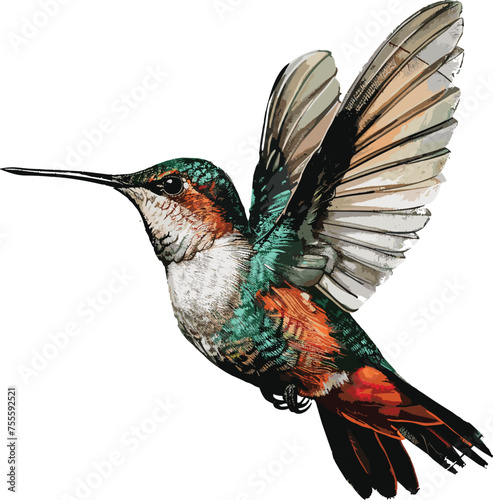 Picture depicting a hovering hummingbird. Visual portrayal of a vibrant  multi-hued bird against a clear backdrop.