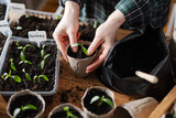 Farmer transplants hot pepper seedlings into peat cups. Preparing plants for growing in open ground. Home gardening concept