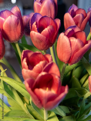Tulipany , bukiet,czerwone