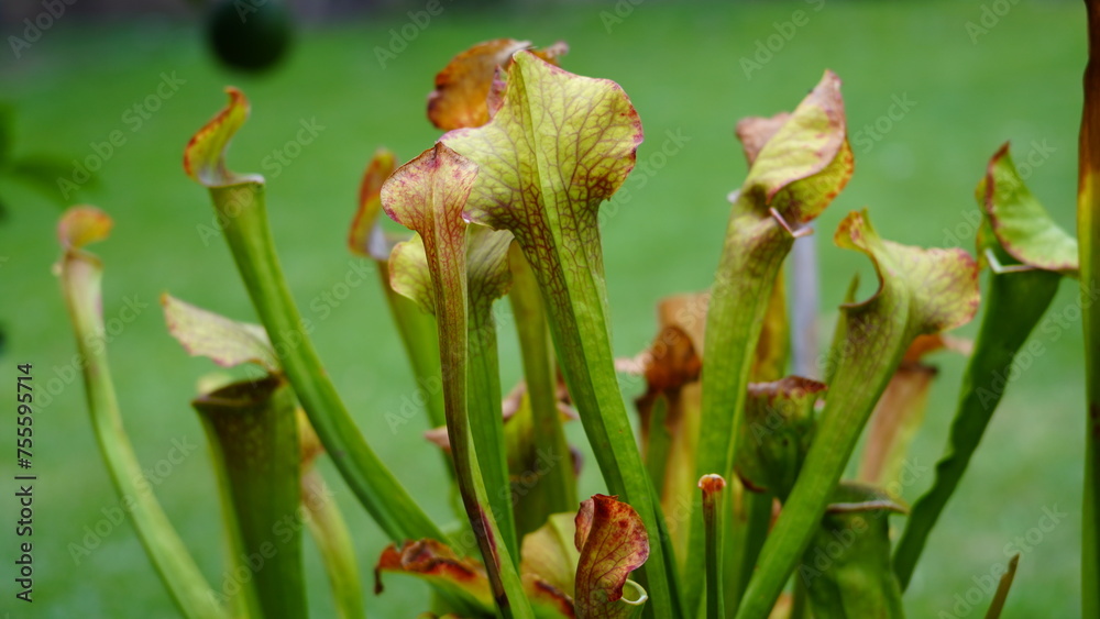 Sarracenia planta carnívora Sarracenia planta carnívora