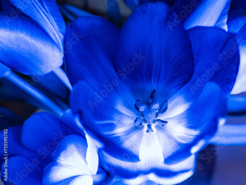 Kwiat,Tulipan,niebieski,zbliżenie, makro © Mariusz