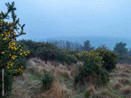 krajobraz, jałowiec ,kwitnienie żółty,wiosna  © Mariusz