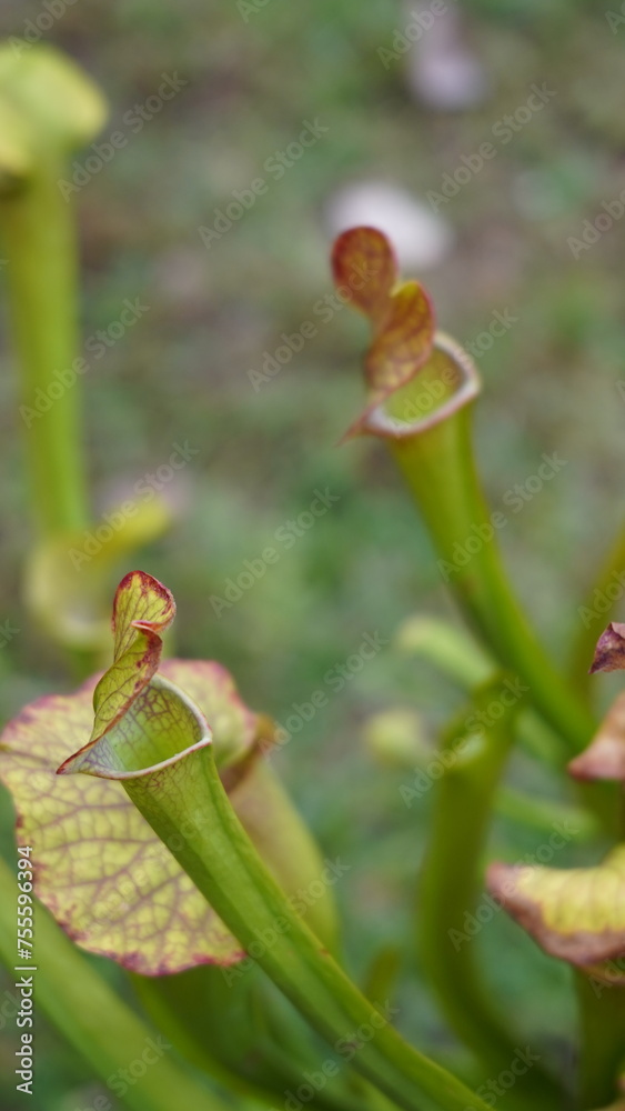 Sarracenia planta carnívora Sarracenia planta carnívora