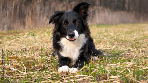 Border Collie