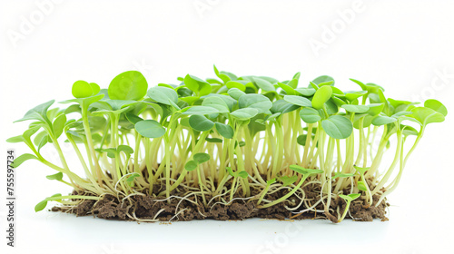 Organic green young sunflower sprouts isolated 