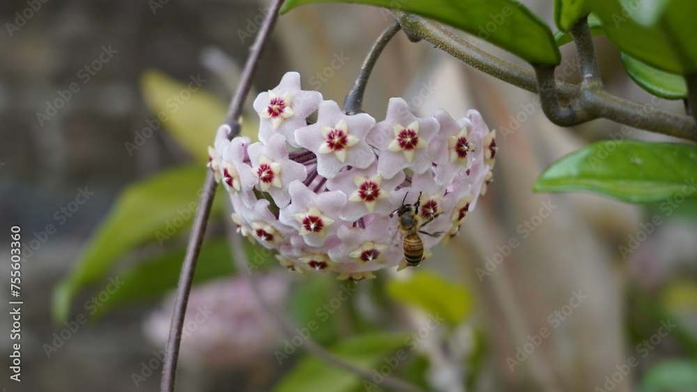 Primavera Polinización abeja Flor de cera o Nácar, clepia Primavera Polinización abeja Flor de cera o Nácar, clepia