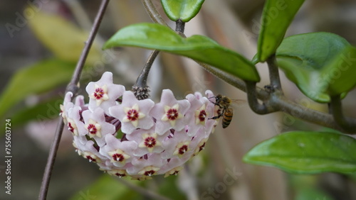 Fotografia Polinización abeja Flor de cera o Nácar, clepia