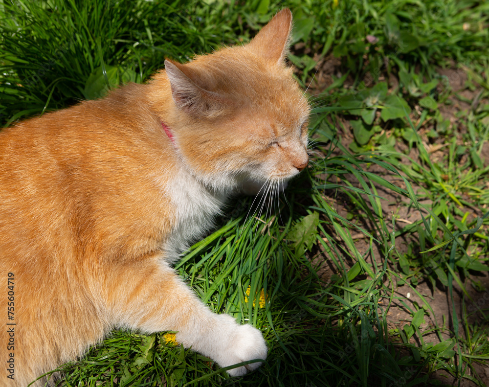 cute red cat lies on green grass in the sun