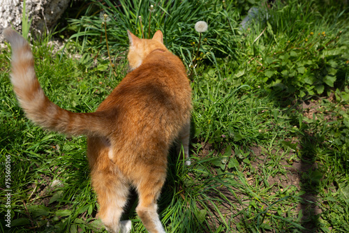 domestic red cat walks in the garden in the sun pet outdoor © Mariia