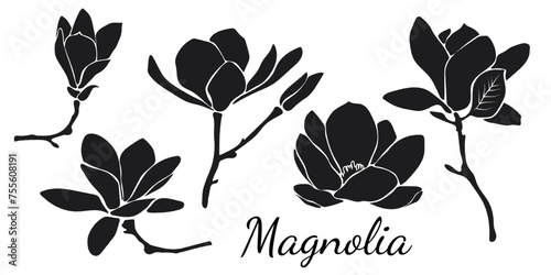 Magnolia Silhouette Isolated on white background. Blooming Spring Flowers Illustration.