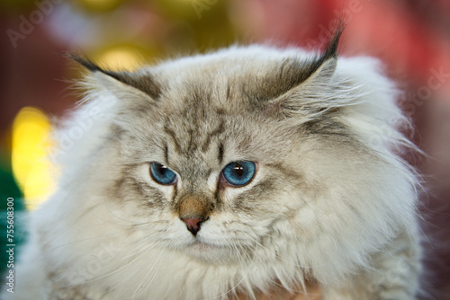 Portret kota z biało-szarą sierścią i niebieskimi oczami © Natural View