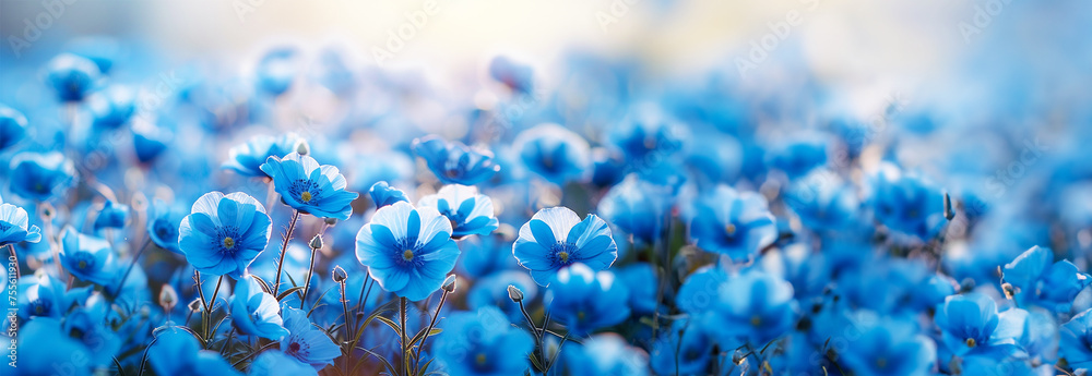 Spring background light blue Nemophila in full bloom with beautiful sky. Sunset, copy space. Beautiful flower field in nature Spring background light blue Nemophila in full bloom with beautiful sky. Sunset, copy space. Beautiful flower field in nature