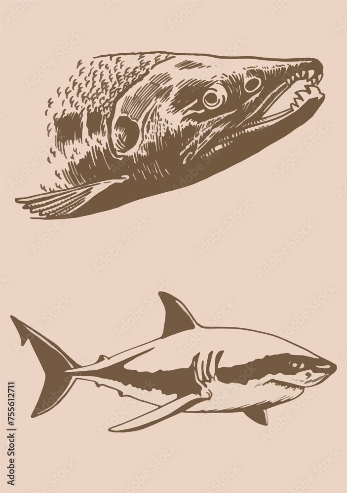 Vector salmon fish portrait and shark on sepia background,graphical illustration Vector salmon fish portrait and shark on sepia background,graphical illustration