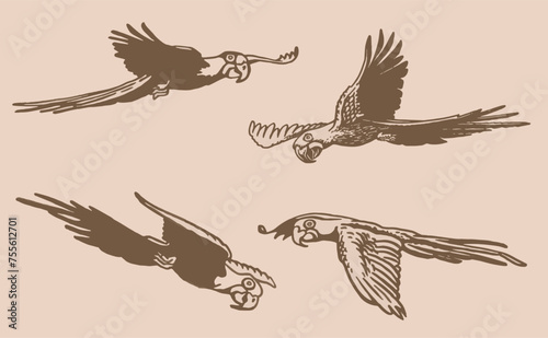 Graphical set of parrots on sepia background,vector element of bird.Ink pen parrots,ornithology	