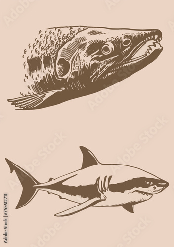 Vector salmon fish portrait and shark on sepia background,graphical illustration	