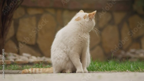 White female cat with oragne spots cleaning her fur shot at 200mm, 4k 50fps, 10bit FX3, Slog3 to rec709 photo