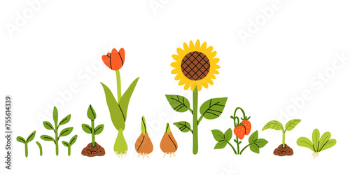 Seedlings, Germination of sprouts for planting. Spring flowers, tulip, sunflower, strawberry. Set of hand drawn vector illustration isolated on white background.
