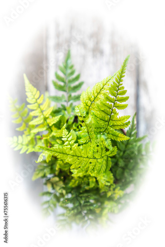 Young leaves of fern  bush.