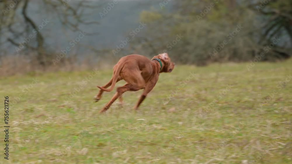 Beautiful male hungarian vizsla hunting dog playing fetch with frisbee. Vizsla catching frisbee.