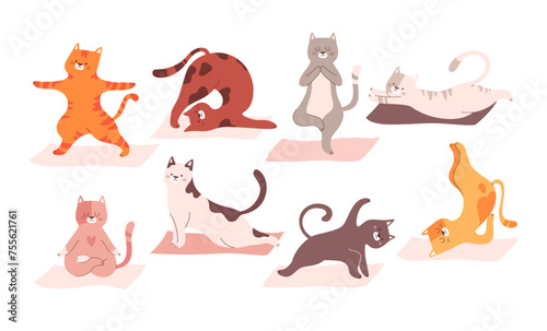 Funny yoga cat domestic pet animal character standing in different position, doing various asana set