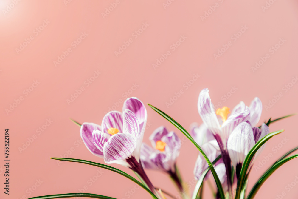 Purple crocuses on a pink background close-up. Spring natural background with flowers. Front view