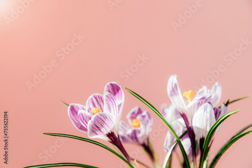 Fototapeta Naklejka Na Ścianę i Meble -  Purple crocuses on a pink background close-up. Spring natural background with flowers. Front view