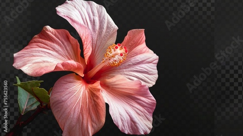 Exotic tropical flower showcased on a transparent background, transporting viewers to a paradise of beauty.