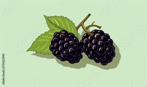 Blackberry vector flat minimalistic isolated vector style illustration