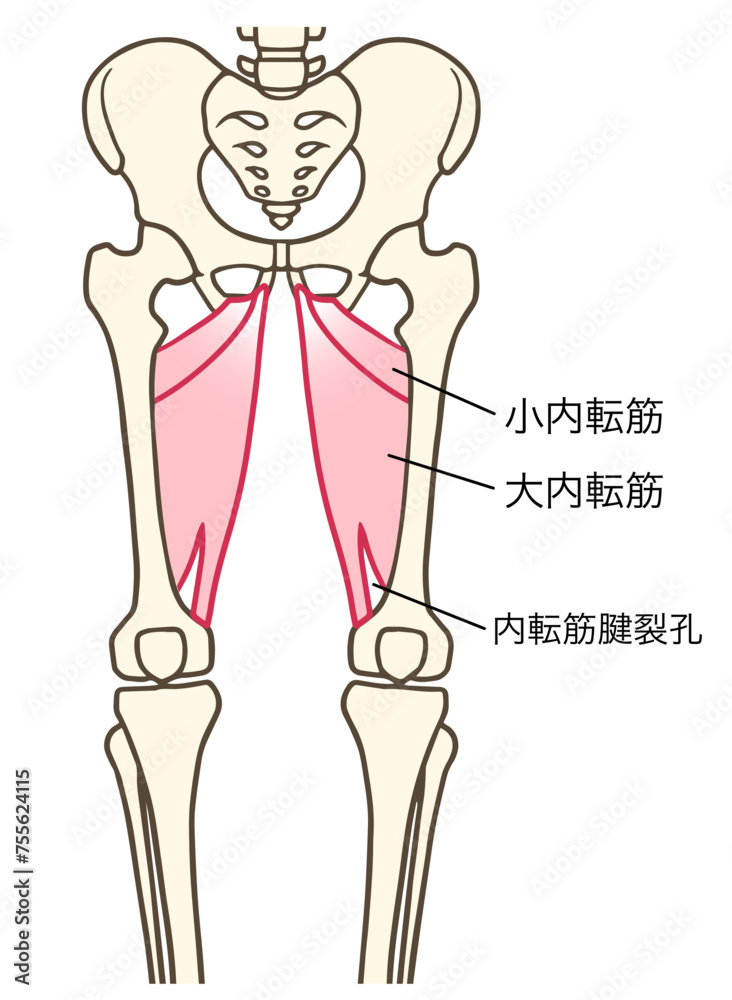 Stockvector 大内転筋、小内転筋、内転筋腱裂孔の説明図 Adobe Stock