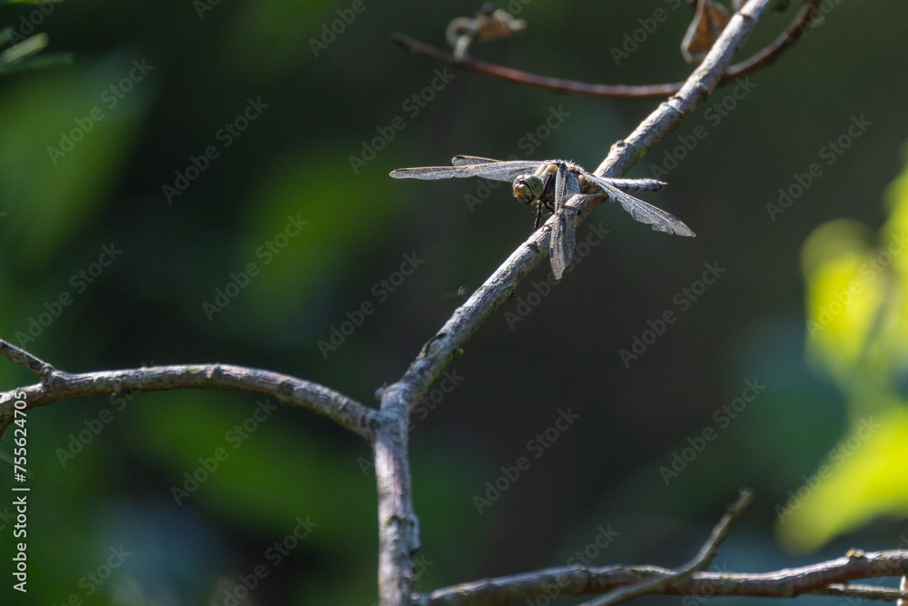 A lone dragonfly rests delicately on a twig against a soft-focus background, highlighting its slender body and transparent wings. Solitary Dragonfly Perched on a Twig. High quality photo A lone dragonfly rests delicately on a twig against a soft-focus background, highlighting its slender body and transparent wings. Solitary Dragonfly Perched on a Twig. High quality photo