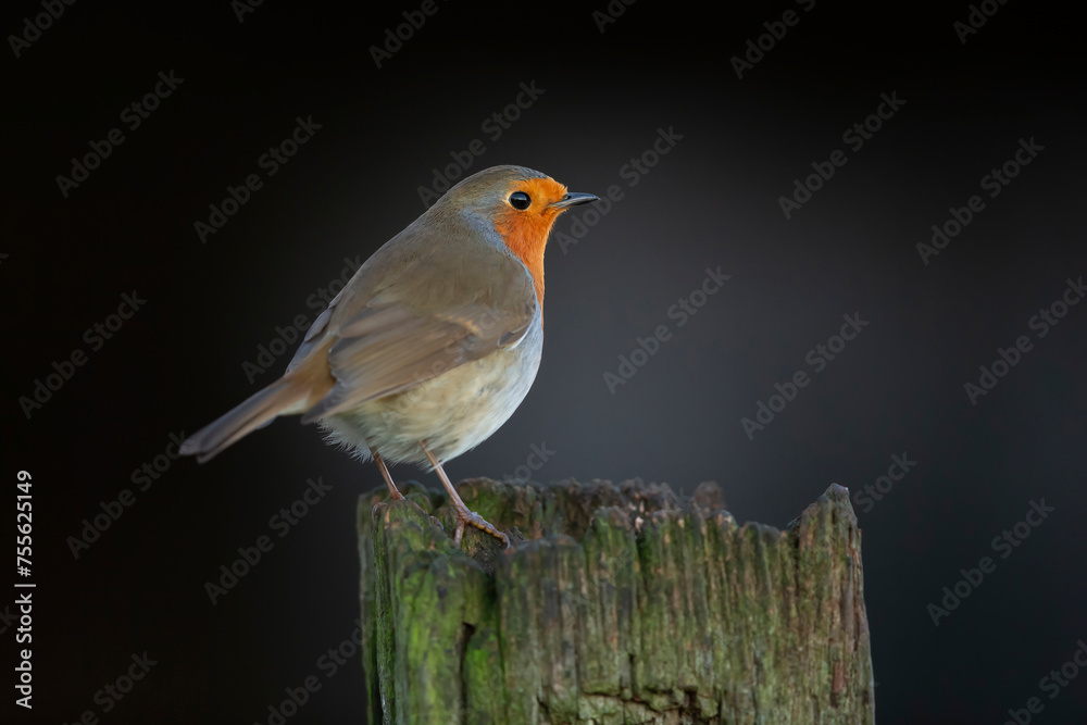 European robin bird perched on a wooden post.
