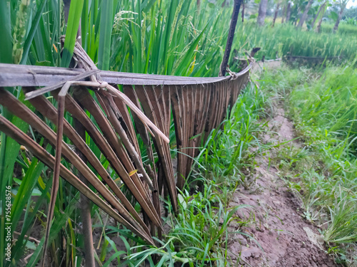 The natural fence protecting rice plants is made from coconut tree leaves  so that farmers  wide roads do not touch rice plants