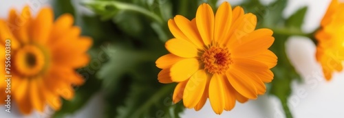 Background of orange calendula flowers. Fresh flowers. Medicinal flowers  plants. Calendula background. View from above