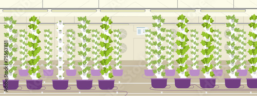 Vertical farm flat vector illustration. Greenhouse with aeroponic towers for crop production. 