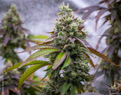Foto Cannabis (marijuana) with visible hairs and leaves on late flowering stage