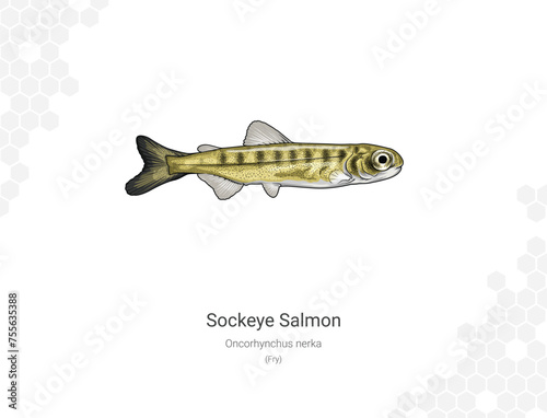 Sockeye Salmon - Oncorhynchus nerka illustration - Fry