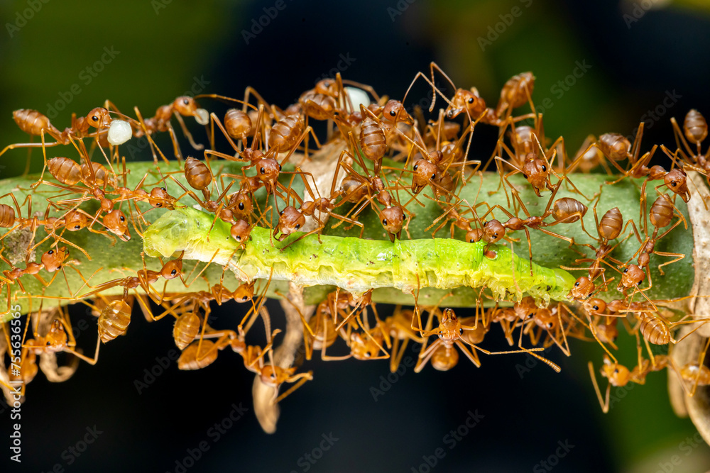 Obraz premium A group of red ant teamwork & worm on branch