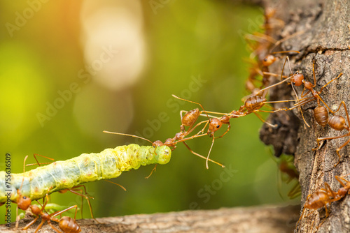 A group of red ant teamwork & worm on branch © SINSU1980