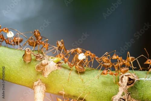 A group of red ant teamwork & worm on branch